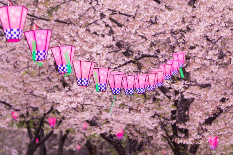 桜並木にピンク色の提灯が並ぶ風景